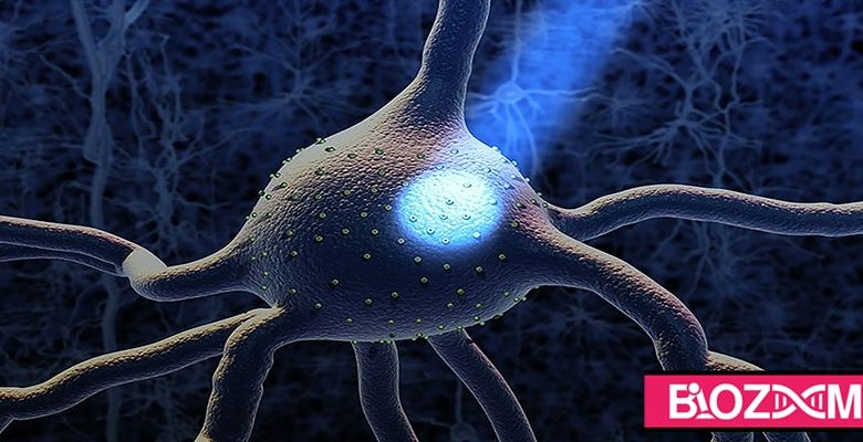 اپتوژنتیک روشی نوین است که در فرآیندهای آن از نور برای فعال سازی یا مهار سلول‌هایی مانند نورون‌ها استفاده می‌شود