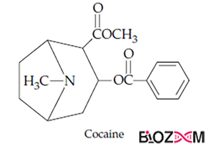 فرمول ساختاری کوکائین