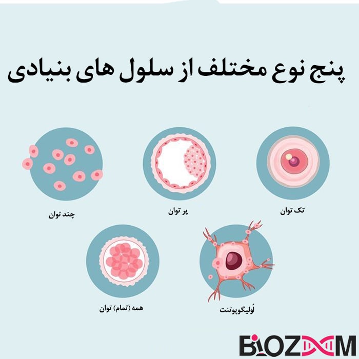 انواع سلول بنیادی