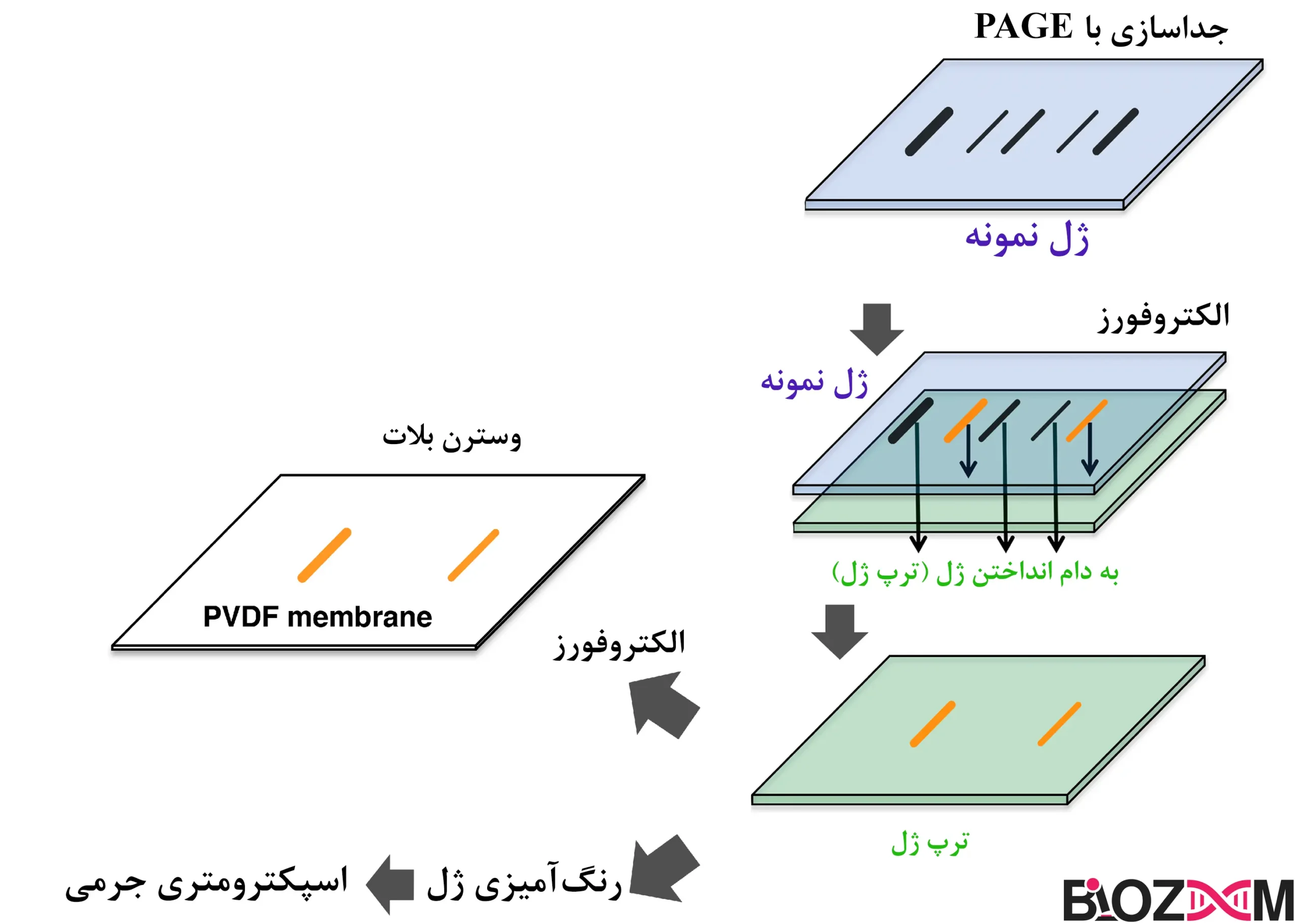 Affinity electrophoresis تصویر الکتروفورز تمایلی PAGE
