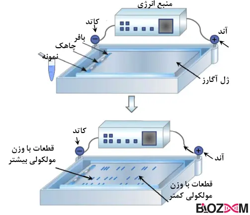 Agarose Gel Electrophoresis تصویر الکتروفورز ژل