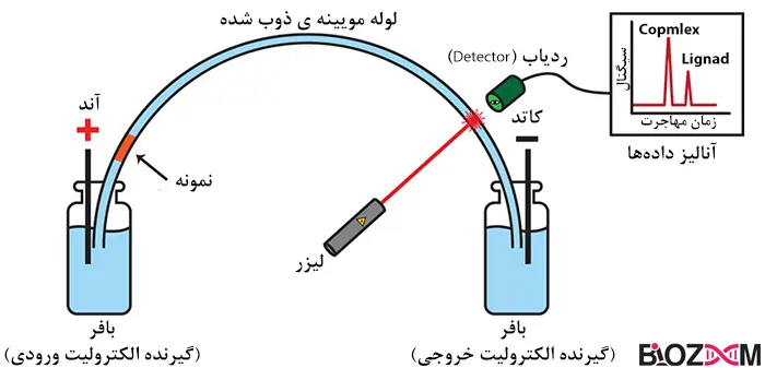 Capillary electrophoresis تصویر الکتروفورز مویینهای