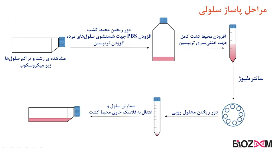 Cell passage تصویر مراحل پاساژ سلولی