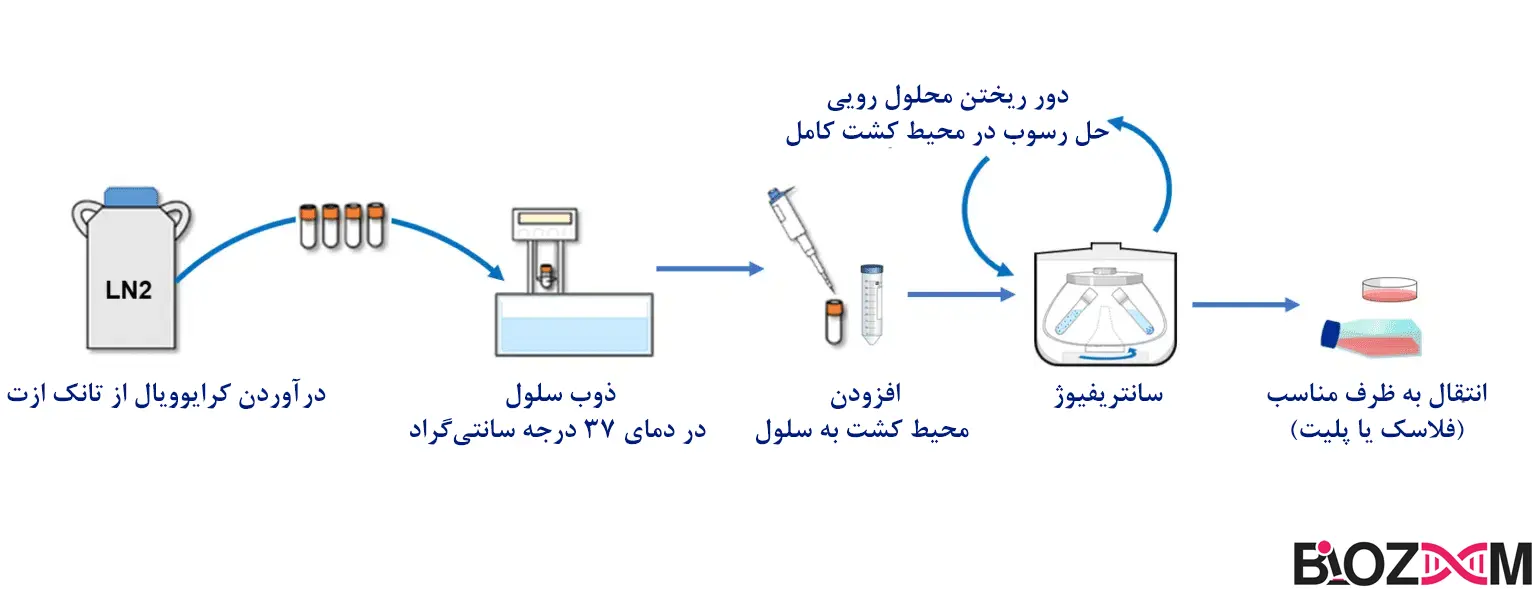 Cell thawing protocol مراحل ذوب/دفریز سلولی