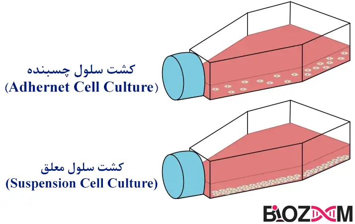 CellCulture-Suspension vs Adherent انواع کشت سلول اولیه