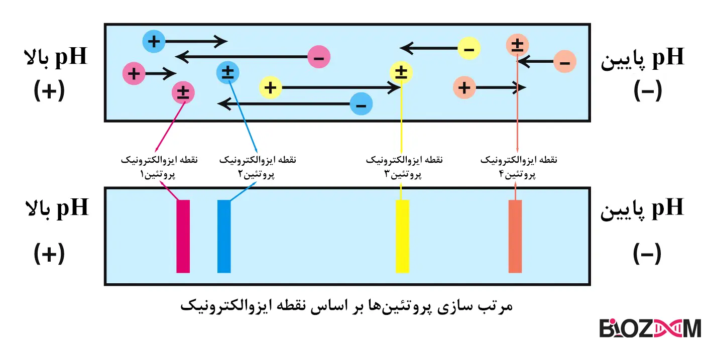 Isoelectric focusing تصویر الکتروفورز با تمرکز الکتریک