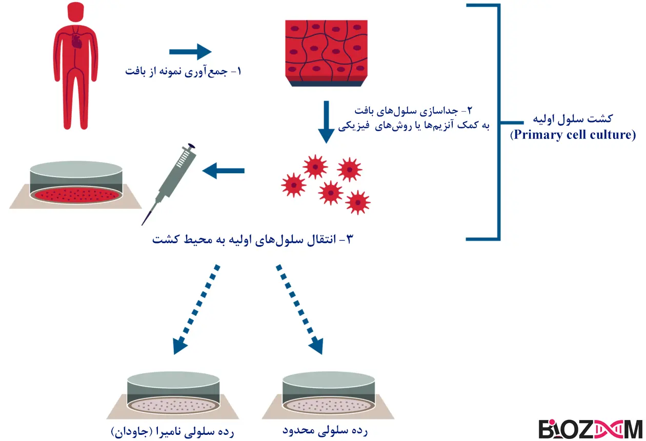 Primary cell culture تصویر مراحل کشت اولیهی سلول