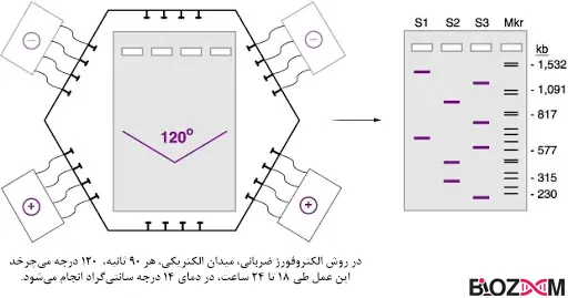 Pulsed field gel electrophoresis تصویر الکتروفورز ضربانی