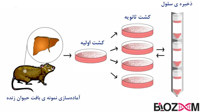 Secondary cell culture copy تصویر مراحل کشت سلول ثانویه