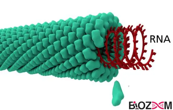 Capsid ویروس دارای کپسید