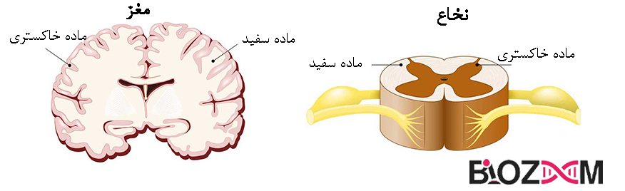 شماتیکی از قرارگیری ماده سفید و خاکستری در مغز و نخاع