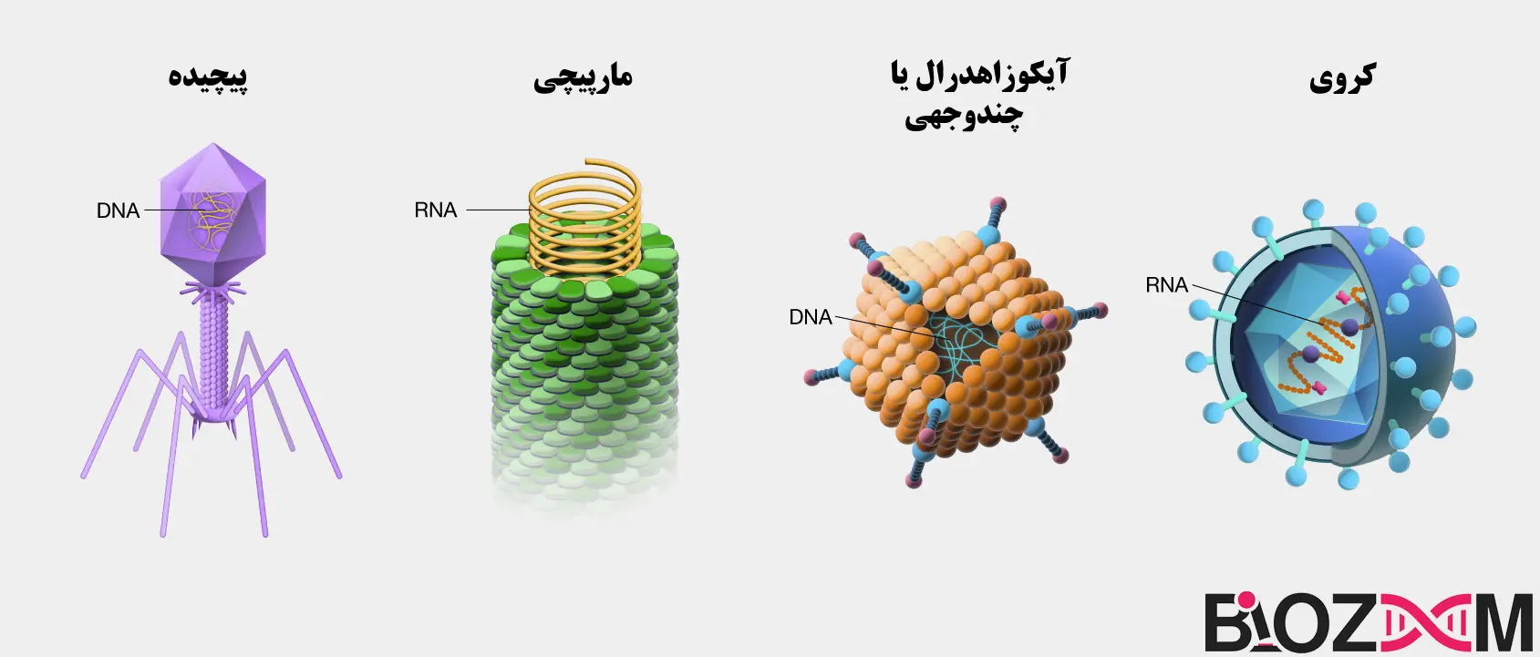 Types of Viruses
