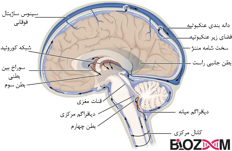 Cerebrospinal fluid reabsorption pathway تصویر مسیر بازجذب مایع مغزی نخاعی