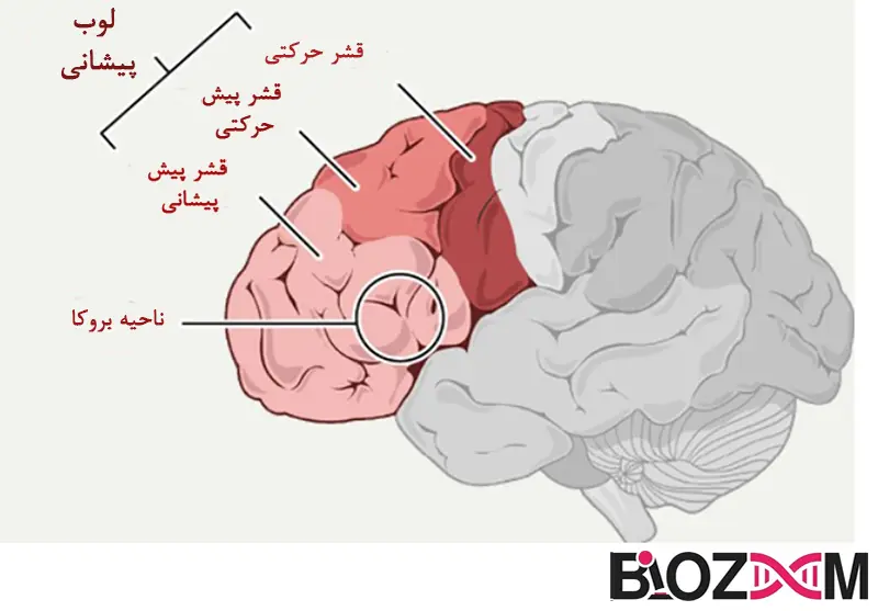 Components of the frontal cortex