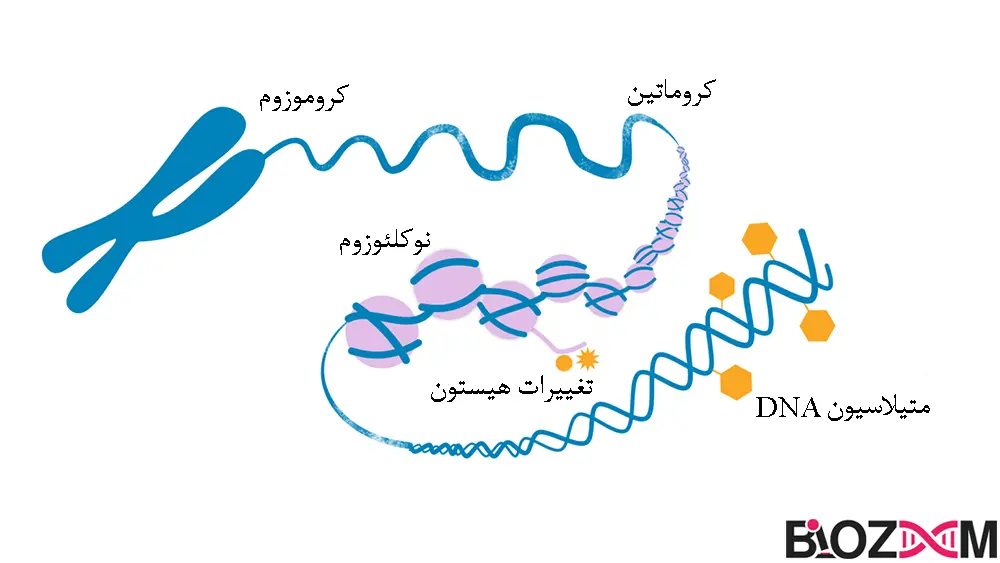 DNA methylation تصویر متیلاسیون DNA