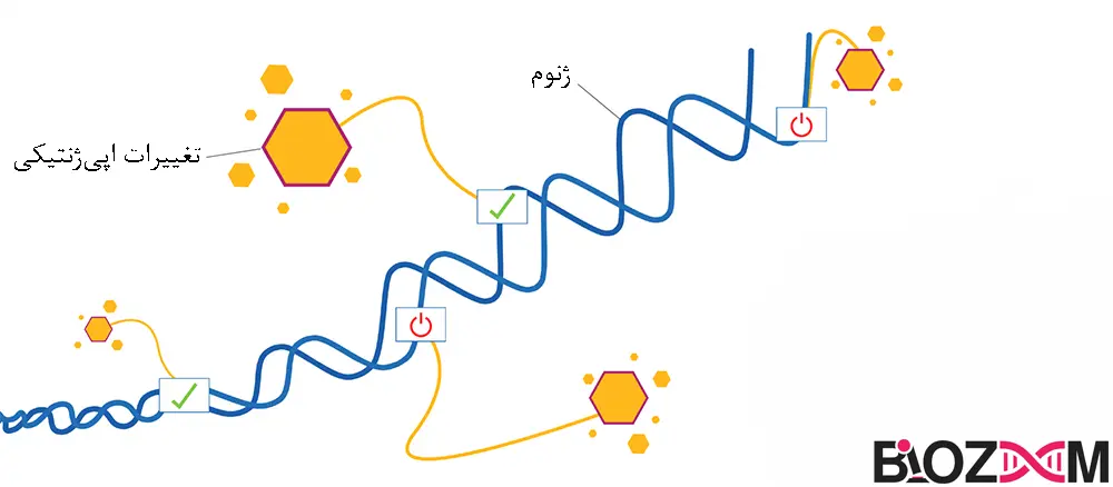 Epigenetic modification تصویر تغییرات اپی ژنتیکی در قسمتهای مختلف ژنوم