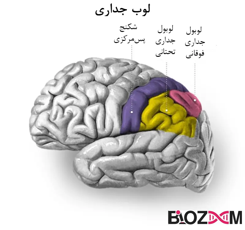 Parietal lobe and its components تصویر لوب جداری و اجزای آن، یکی از لوب های مغز