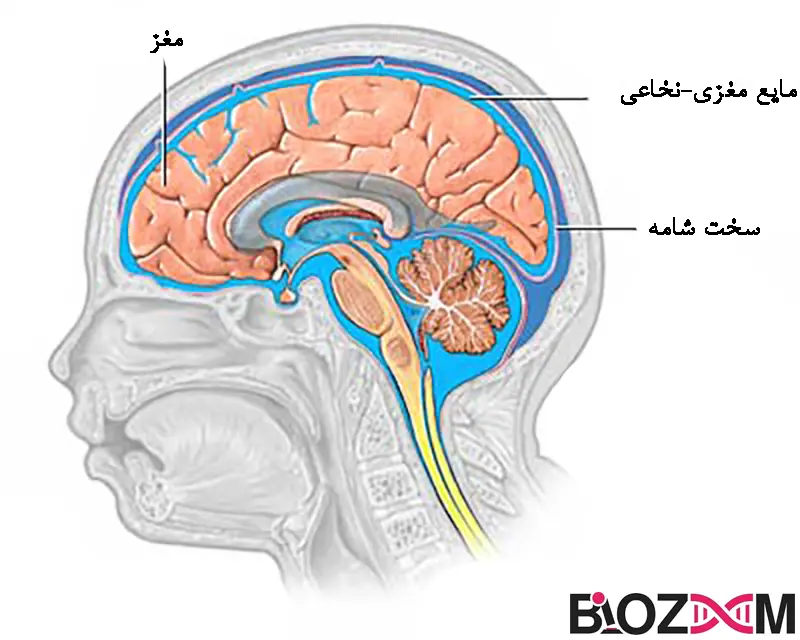 Schematic of brain, cerebrospinal fluid and dura mater تصویری از مغز، مایع مغزی - نخاعی و سختشامه