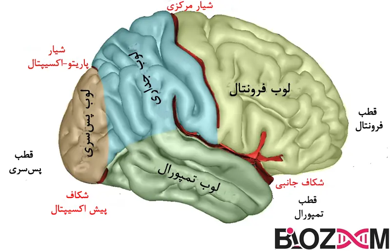 Schematic of the lobes of the brain تصویری از لوب های مغز
