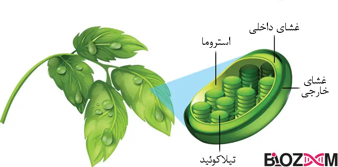 chloroplast