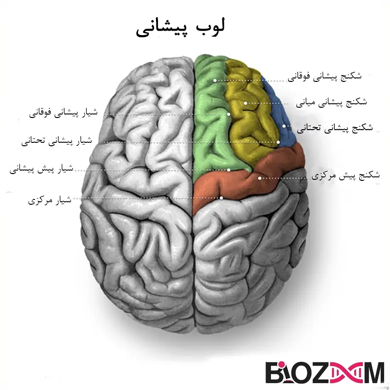 frontal lobe