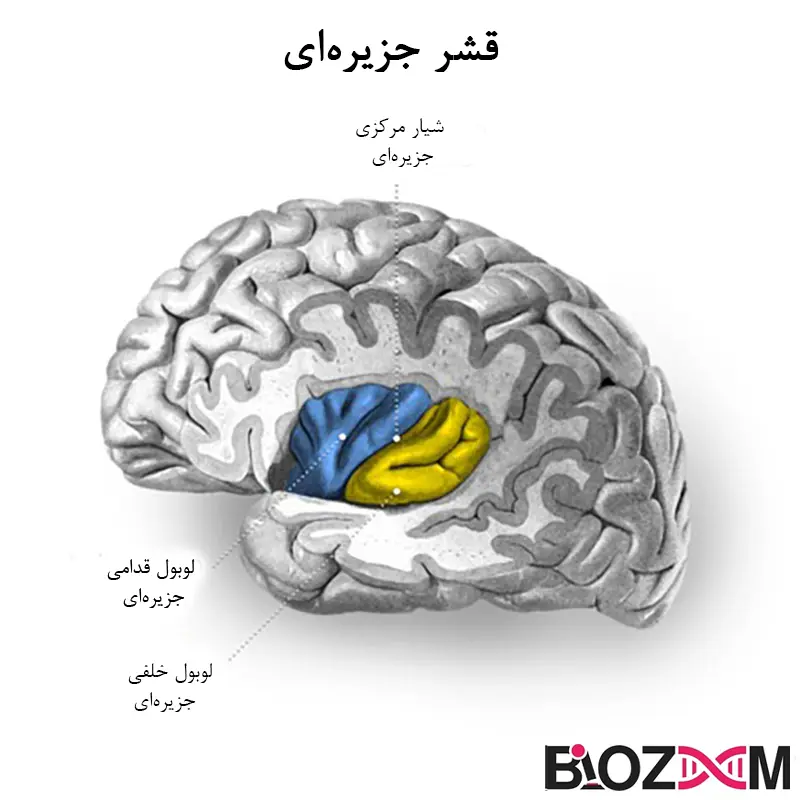 insular lobe تصویر لوب جزیره ای