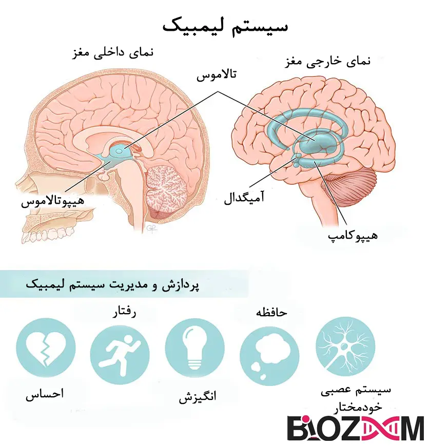 limbic system تصویر سیستم لیمبیک