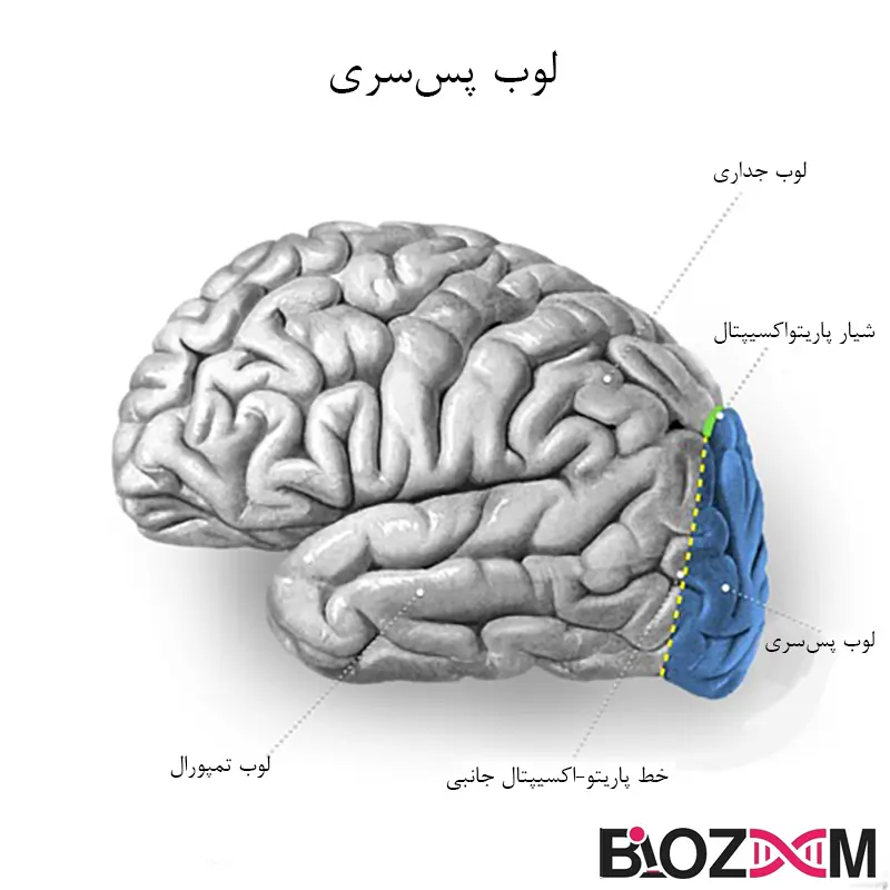 occiptal lobe تصویر لوب پس سری