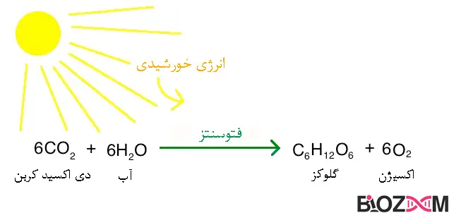 photosynthesis