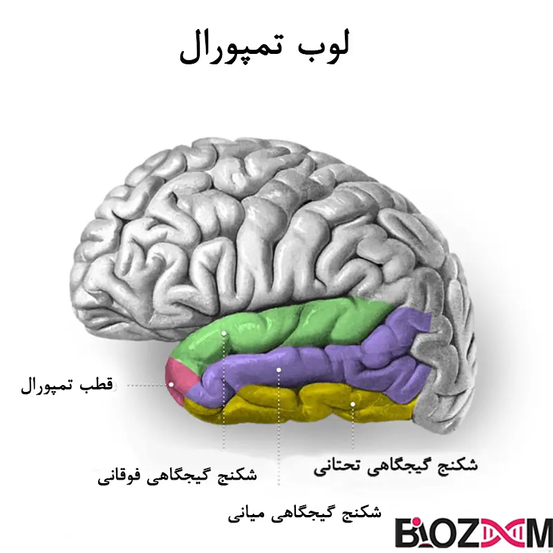 temporal lobe تصویر لوب گیجگاهی