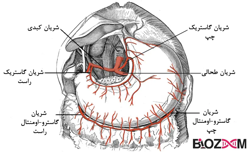 ARTERY تصویر عروق معده انسان