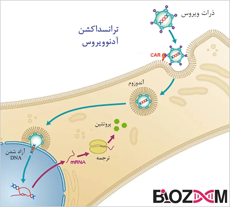 Adenoviral