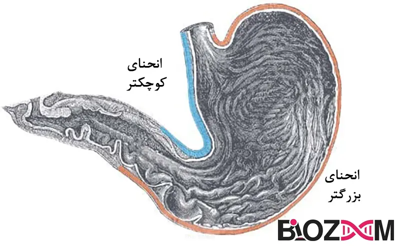 Curvatures of the Stomach Lesser and Greater تصویر انحنای بزرگ و کوچک در آناتومی معده انسان
