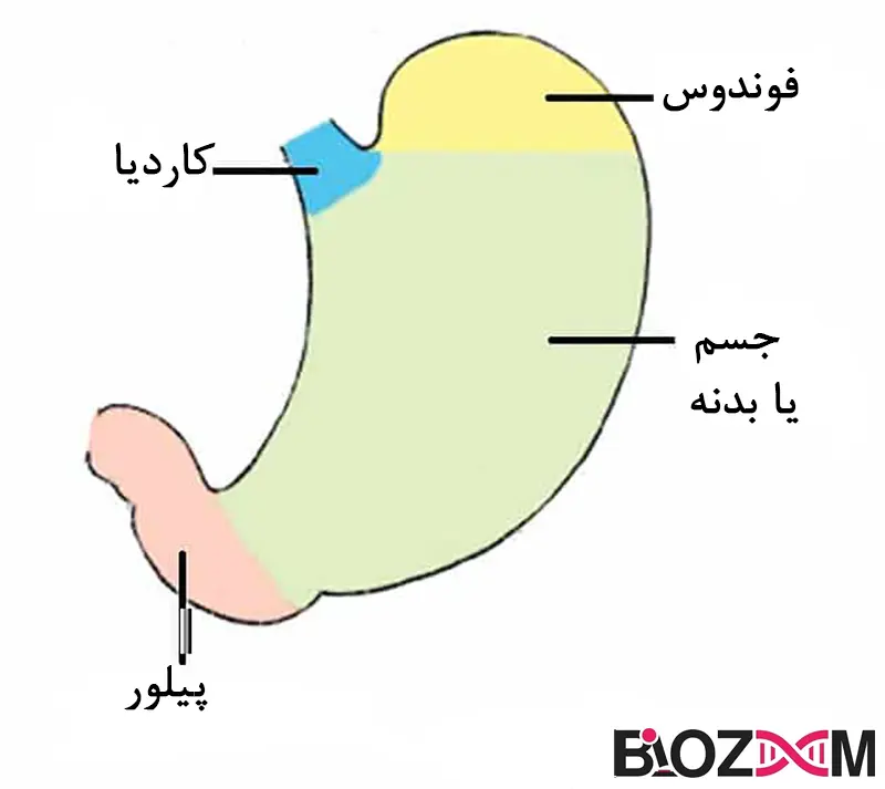 Parts of the Stomach تصویر تقسیمات آناتومی معده انسان