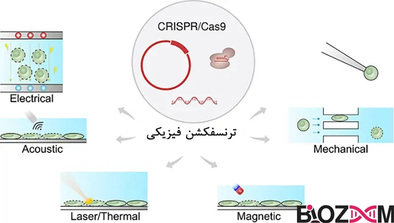 Physical Transfection
