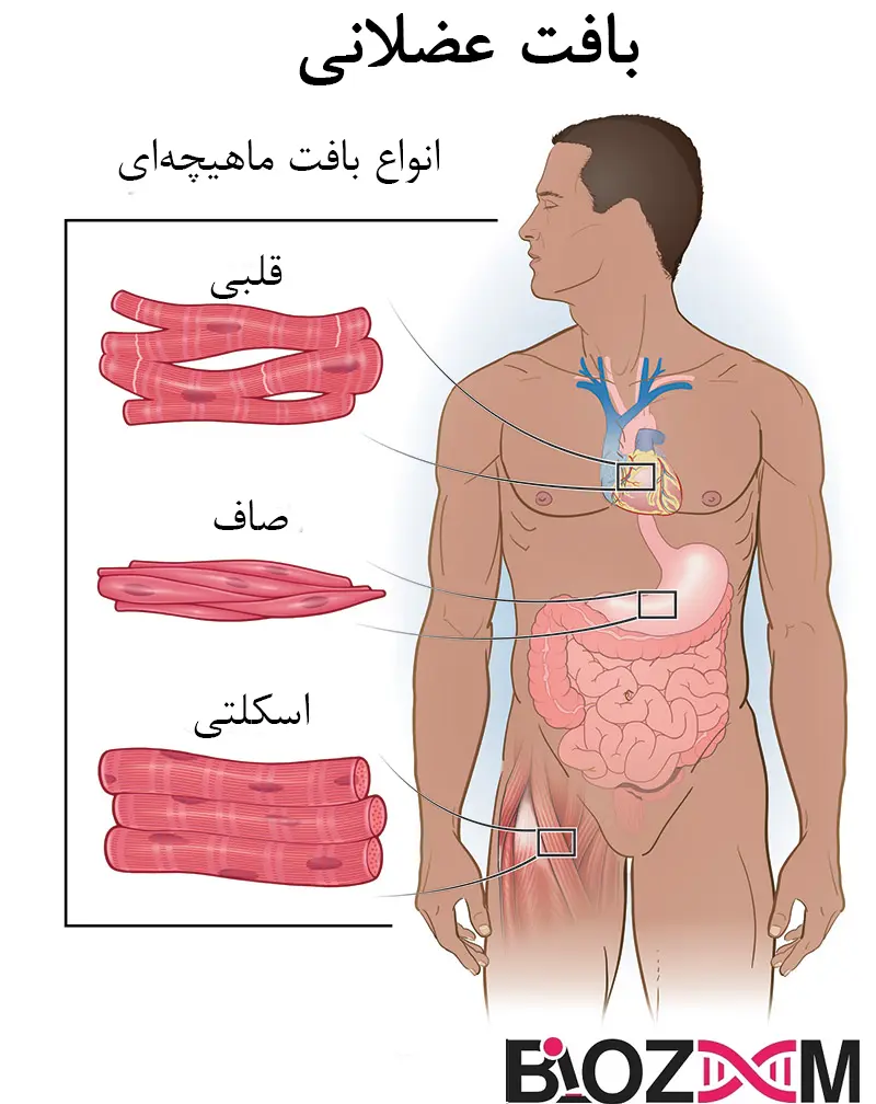 Types of muscles