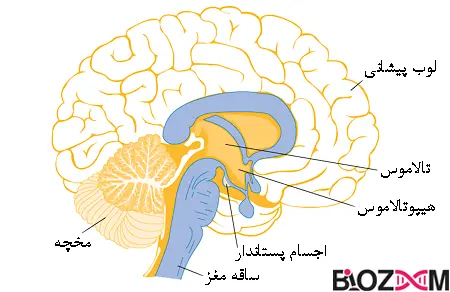 brain thalamus محل قرارگیری قرارگیری غده تالاموس