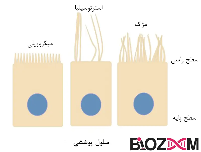 تصویر تفاوت بین میکروویلی، استرئوسیلیا و مژک در سلول پوششی