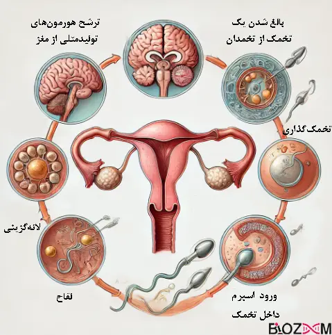 fertility