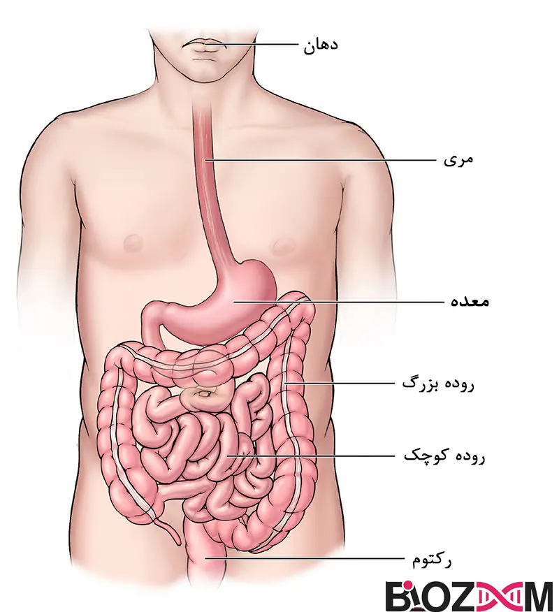 stomach illustration آناتومی معده انسان و بخش های دیگر دستگاه گوارش