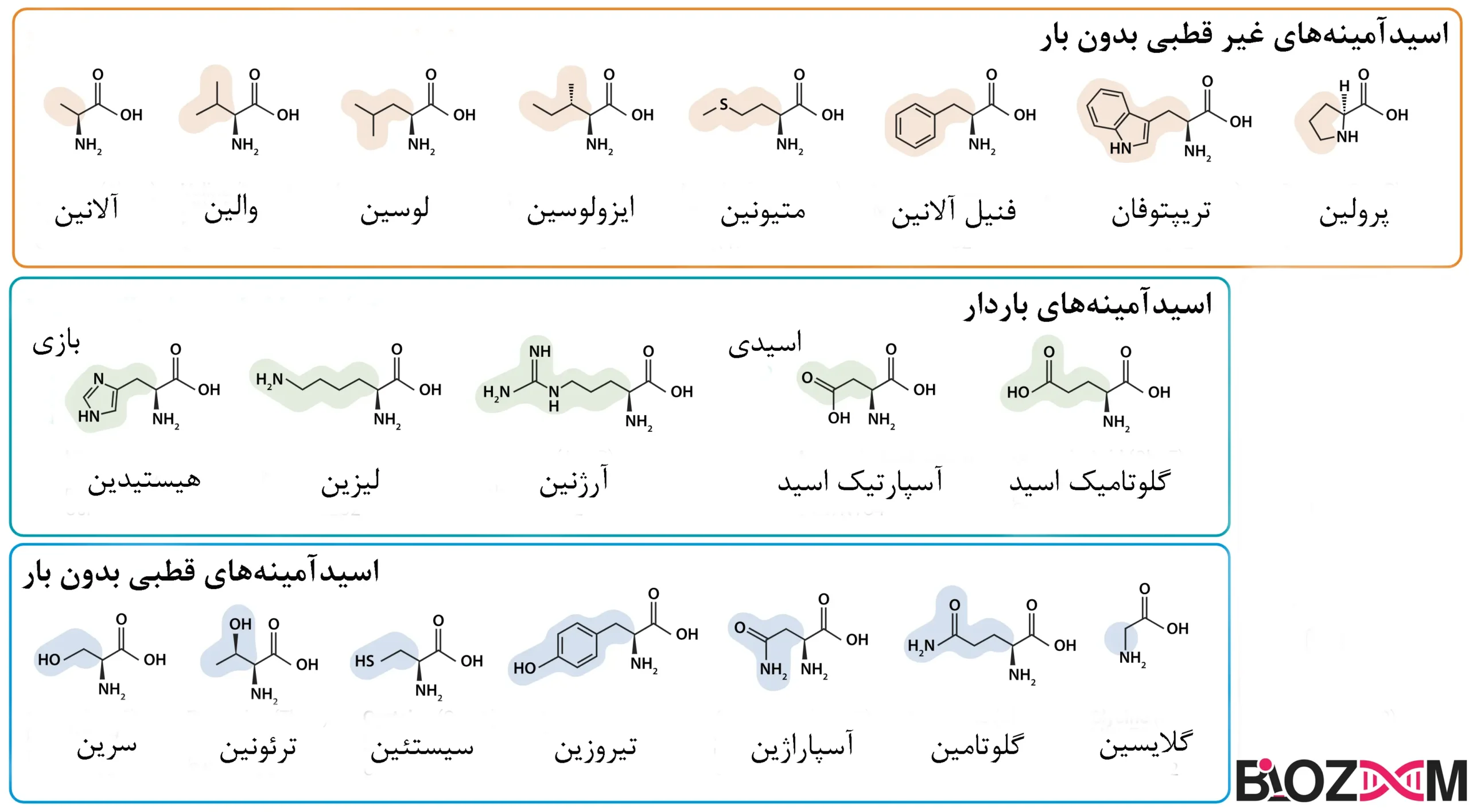 Amino Acid Chart جدول انواع آمینواسیدها