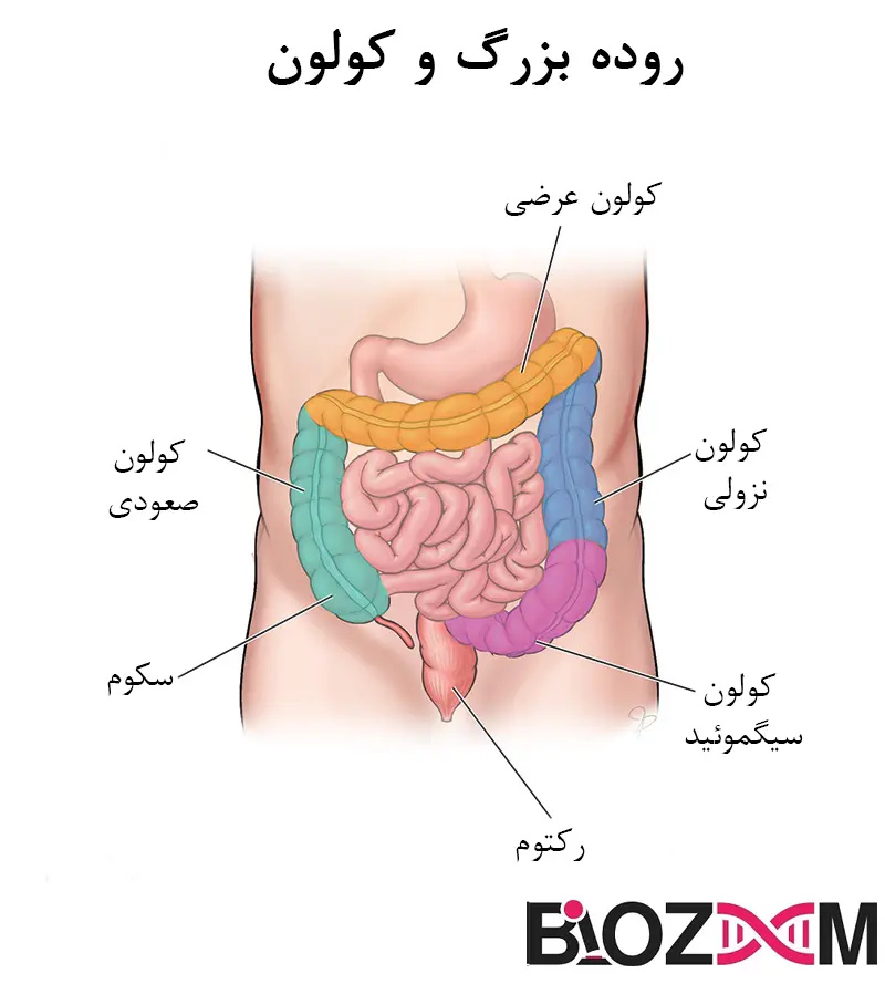colon large intestine
