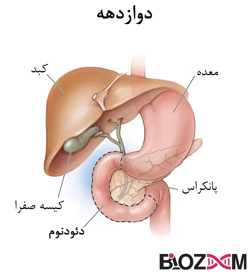 duodenum آناتومی دوازده روده انسان