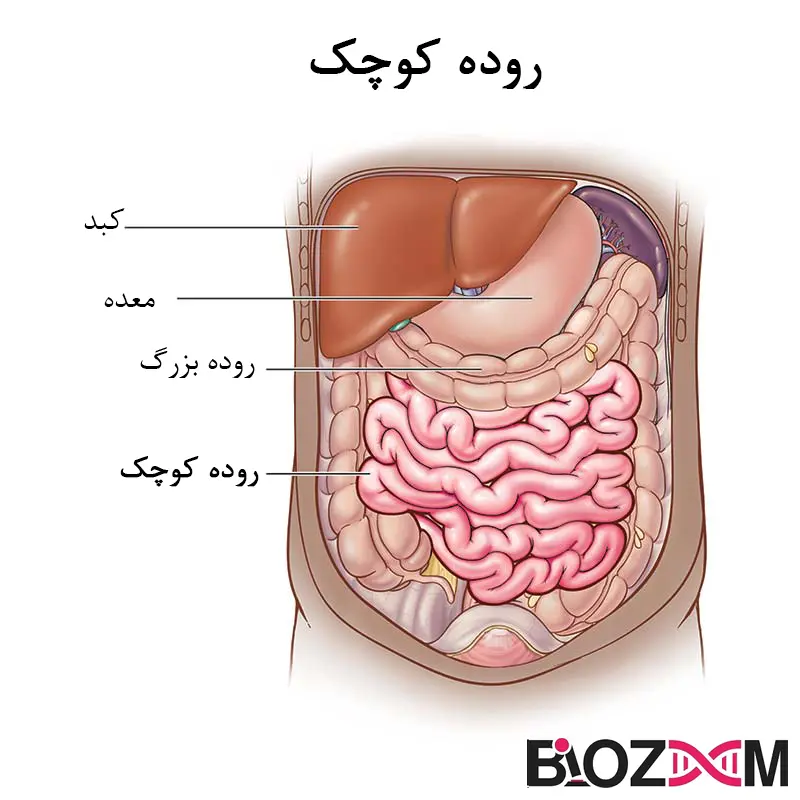 small intestine آناتومی روده انسان (روده کوچک)