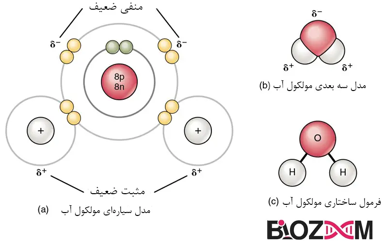 Polar covalent bonds in a water molecule تصویر پیوندهای کووالانسی قطبی در یک مولکول آب