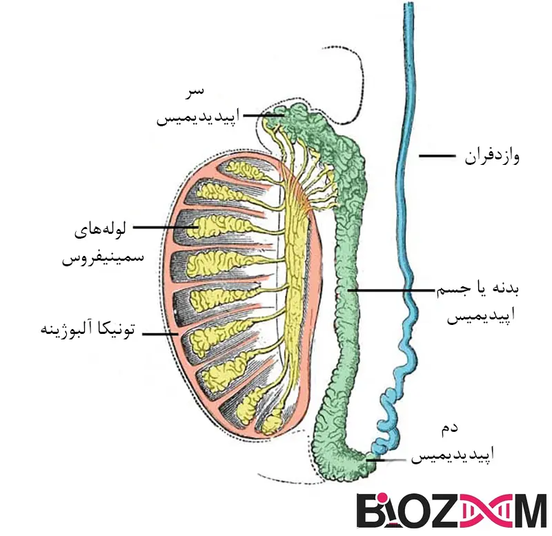 Structure of the testes and epididymis