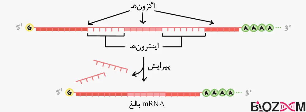 splicing شماتیک حذف اینترونها از mRNA