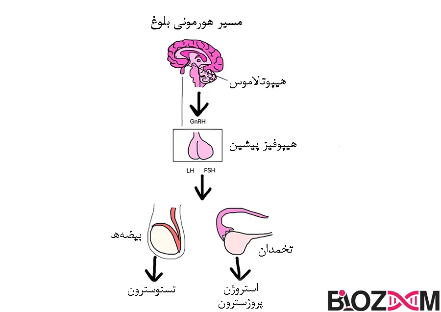 puberty hormone pathway مسیر هورمونی بلوغ انسان