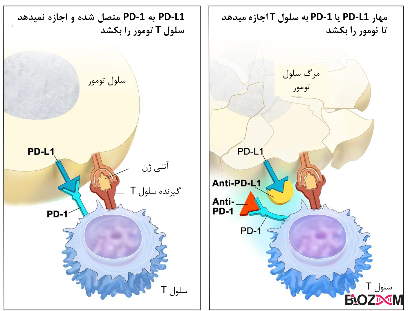 How safety checkpoint inhibitors work شماتیکی از نحوه عملکرد مهارکنندههای ایست بازرسی ایمنی