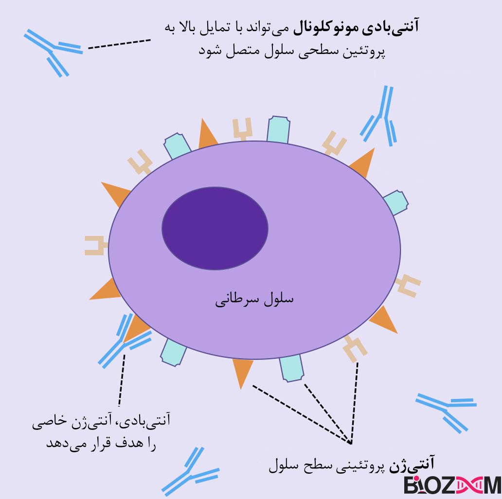 Monoclonal antigens in cancer treatment تصویر آنتی ژنهای مونوکلونال استفاده شده در ایمونوتراپی